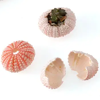 2/4/6Pcs Naključno Velikost Roza Naravnih Morju UrchinShell Conch Design Okno Zvezda Darilo Tabela Fish Tank Domov DIY Dekoracijo 3-5 cm 4