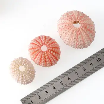 2/4/6Pcs Naključno Velikost Roza Naravnih Morju UrchinShell Conch Design Okno Zvezda Darilo Tabela Fish Tank Domov DIY Dekoracijo 3-5 cm 5