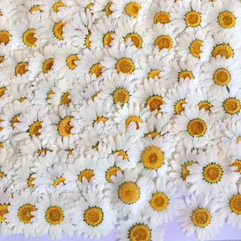 60pcs 2.5-3.5 cm Pritisnete Posušeni Bela Chrysanthemum Paludosum Cvet Za Nakit Zaznamek Telefon Primeru Dopisnica, Vabilo Kartice DIY