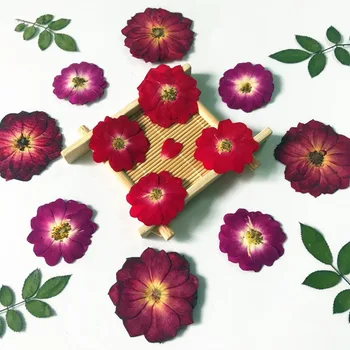 60pcs Pritisnete Posušene Kitajski Rose Cvet/Listnate Rastline Za Herbarij Nakit Zaznamek Beležko Telefon Primeru Sveča Lampshade DIY