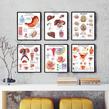 Človeške Znanosti Človeškega Telesa Organov, Srce, Možgani Svile Plakat Medicinskega Znanja Izobraževanje Tiskanje Bolnišnici Stenske Slike Dekoracijo