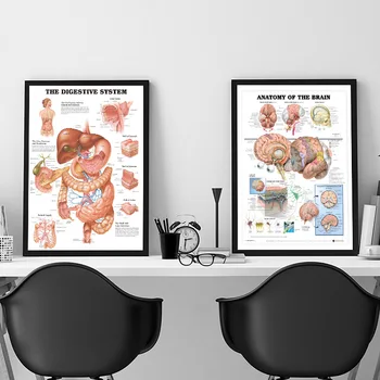 Človeške Znanosti Človeškega Telesa Organov, Srce, Možgani Svile Plakat Medicinskega Znanja Izobraževanje Tiskanje Bolnišnici Stenske Slike Dekoracijo 2