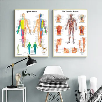 Človeške Znanosti Človeškega Telesa Organov, Srce, Možgani Svile Plakat Medicinskega Znanja Izobraževanje Tiskanje Bolnišnici Stenske Slike Dekoracijo 3